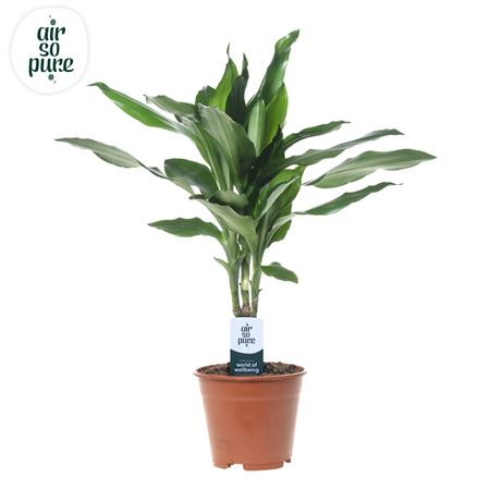 Drac Janet Lind 15cm Stem