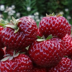 Земляника Фрау Майз Шиндлер