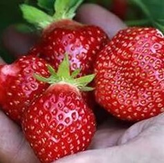 Земляника Флёр