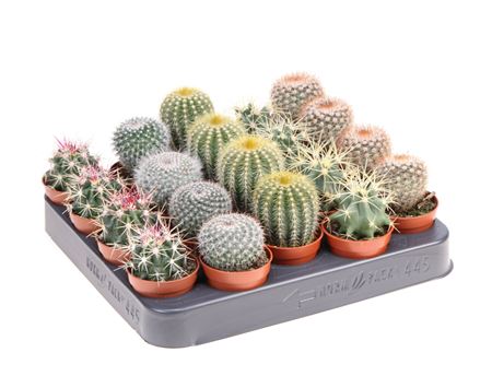 Cactus Boll Mix