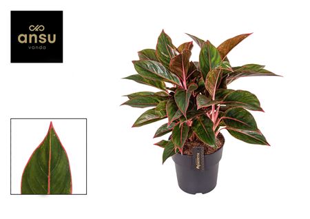 Aglaonema Jungle Red Xxl