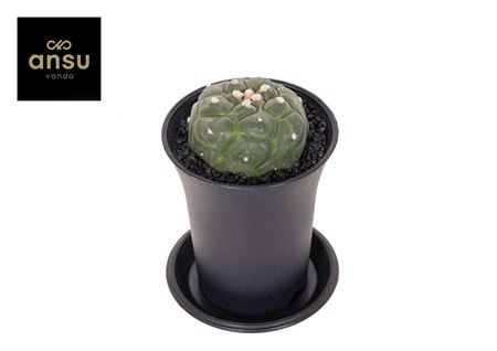 Astrophytum Asterias Kikko Lizard Skin