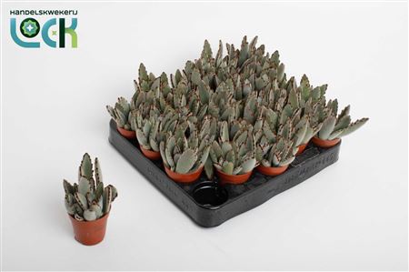 Kalanchoe Tomentosa Light