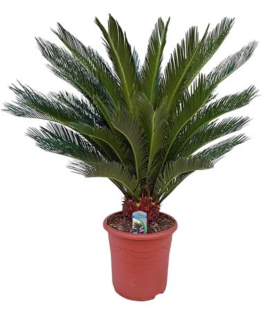 Cycas Revoluta 30+