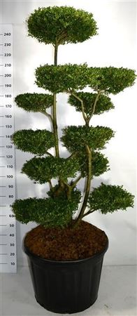 Ilex Cren Ellipta Convex