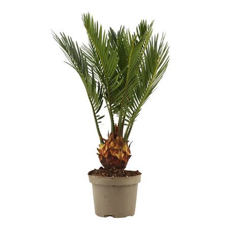 Cycas Revoluta 3+