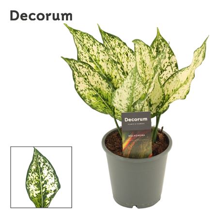 Aglaonema White Diamond