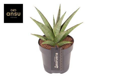 Sansevieria Comet Canoe No. 2
