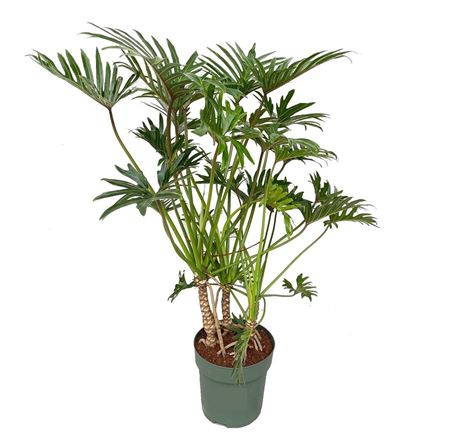 Philodendron Xantal + Watermeter