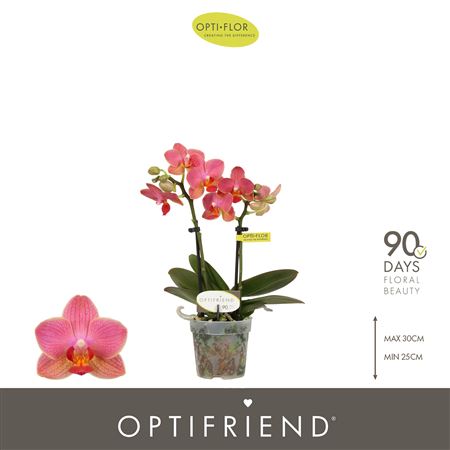 Phal 2st Optifriend Gwen 10+ (opti)