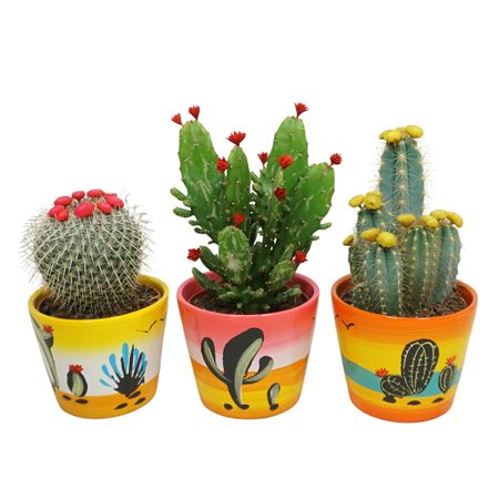 Cactus Stro Fakeflower