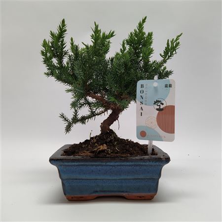 Bonsai Juniperus Bonsai Traditional