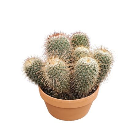 Mammillaria Magnifica