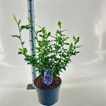 Hibiscus Syr Blue Chiffon