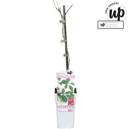 Parthenocissus Henryana