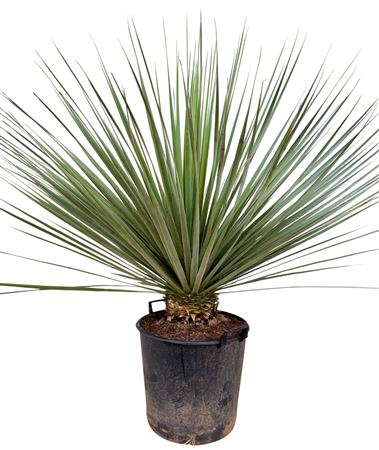 Nolina Nelsonii P40 Nolinels40