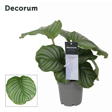 Calathea Orbifolia (decorum)