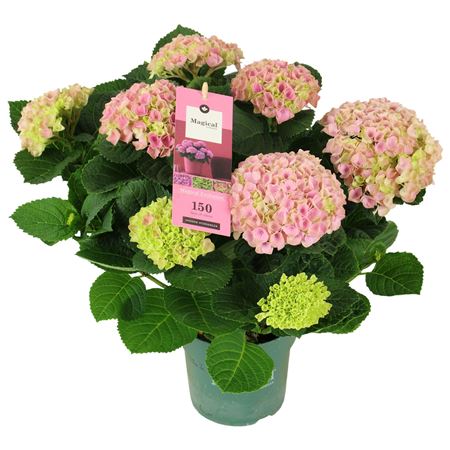 Hydrangea Ma Magical Evolution Pink 5+