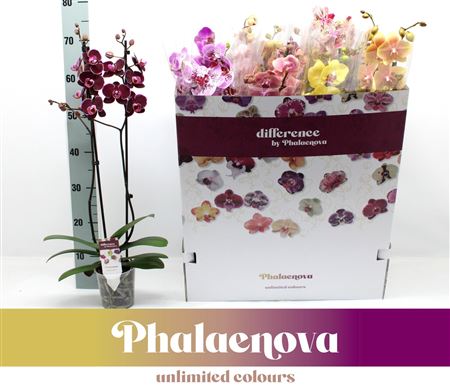 Phal 2st Mix 12color Mix 16+ (phalaenova)