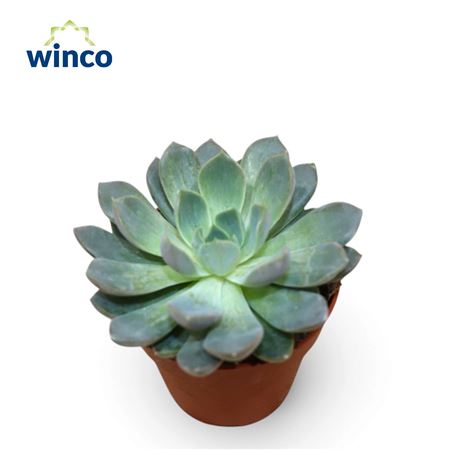 Echeveria Virgo