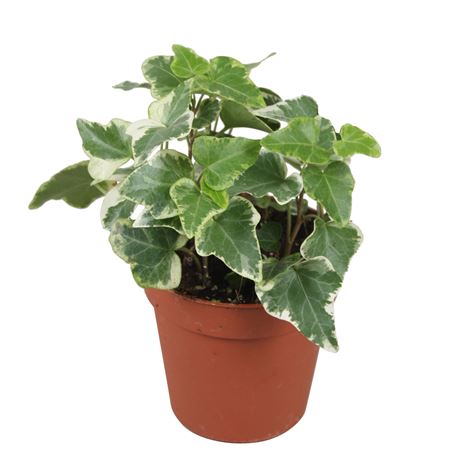 Hedera Helix Eva