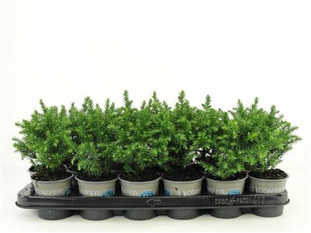 Cryptomeria Jap Green Pearl