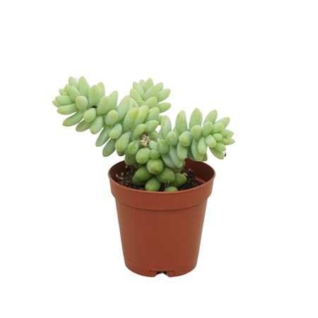 Sedum Burito