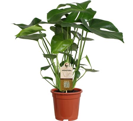 Monstera Deliciosa 7pp