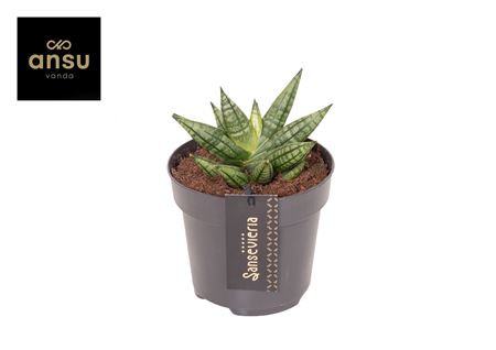 Sansevieria Inti Mini No. 2