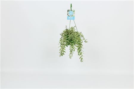 Aeschynanthus Bolero Bicolore Hanging