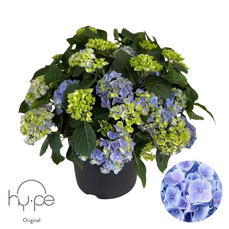 Hydrangea Ma Mophead Blue 15+ (hy-pe)