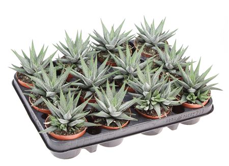 Haworthia Fasciata Concollor