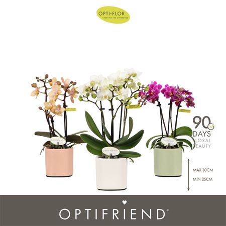 Phal 3st Mix 15+ In Mix Toscane (opti)