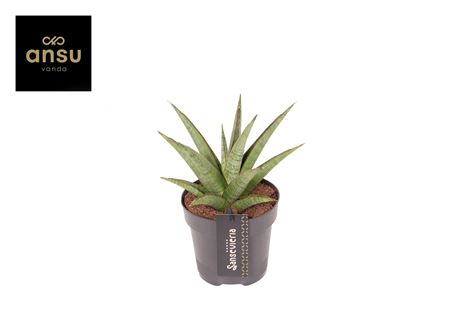 Sansevieria Comet Canoe No. 2