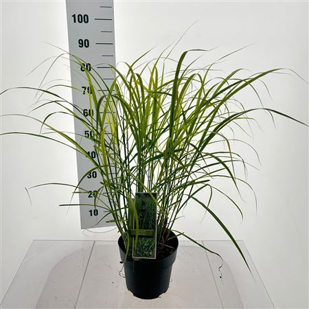 Miscanthus Sin Strictus