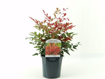 Nandina Dom Obsessed