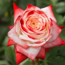 Роза чайно-гибридная Имератрица Фарах