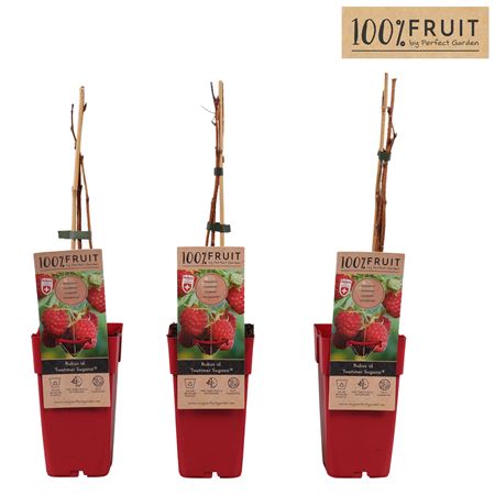 Rubus Idaeus Twotimer Sugana Red