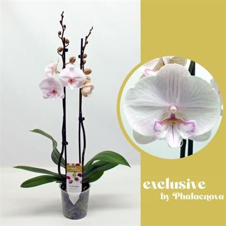 Phal 2st Ambon 16+ (phalaenova)