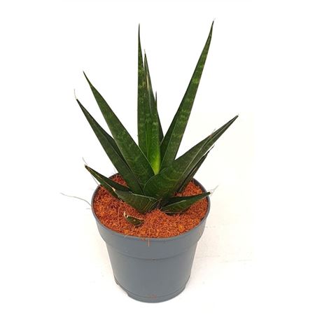 Sansevieria Dark Lady