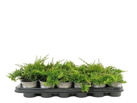 Juniperus Hor Golden Carpet