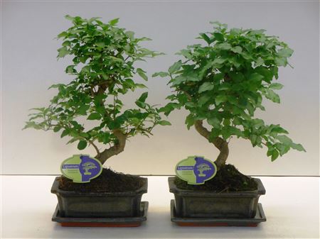 Bonsai Iligustrum Sinensis, With