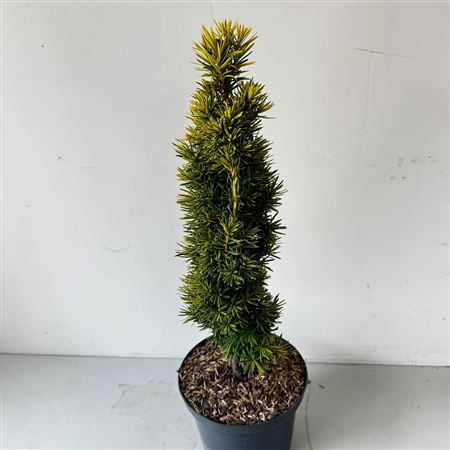 Taxus Baccata Standisii