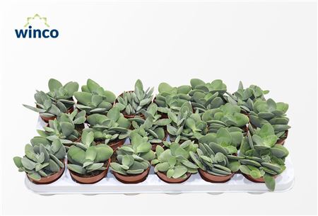 Crassula Cotyledonis