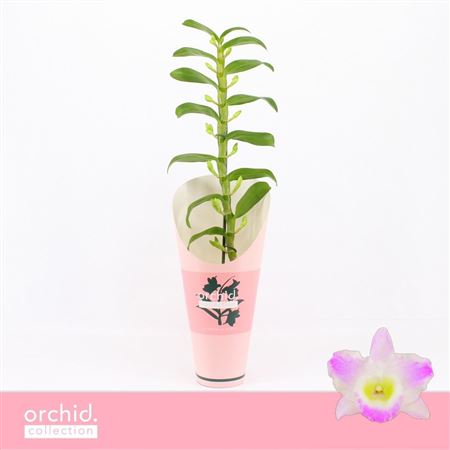 Dendr Nob 1st Pandora Orchid