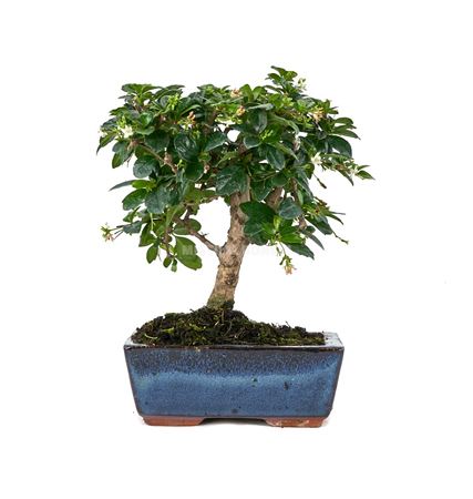 Bonsai Carmona Microphylla Traditional Ball