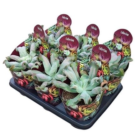 Echeveria Culibra Potcover