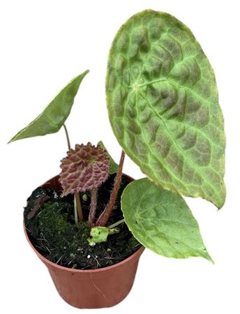 Begonia Phuthoensis