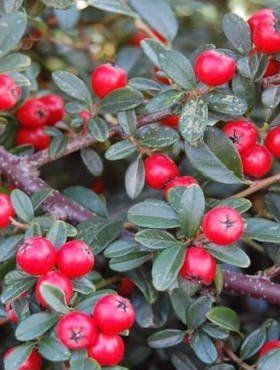 Кизильник Урсунов