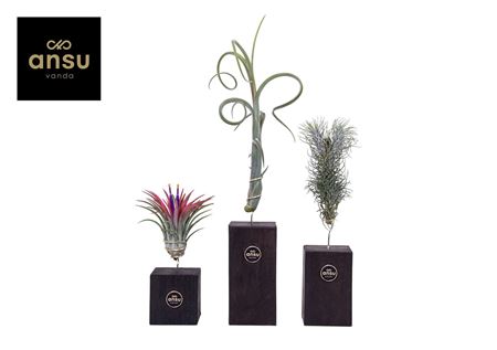 Tillandsia Burnt Wood Trio
